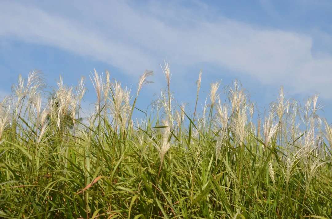 1599528056574877.jpg lllllll.jpg