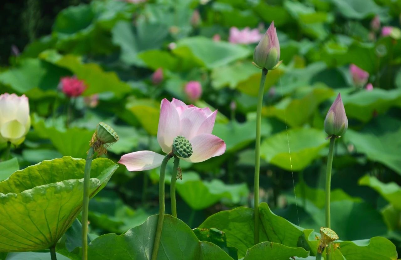 1599788856175466.jpg 20180902105258_27284.jpg