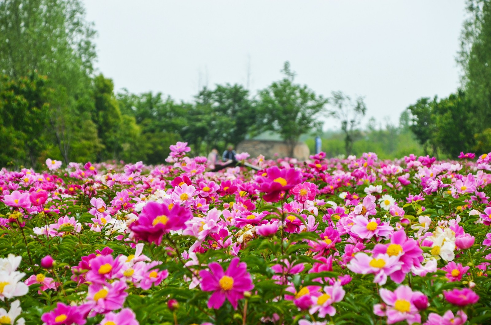 1604278247774161.jpg 1604278247774161.jpg